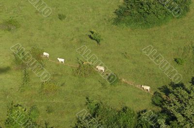 cows walking on a meadow path