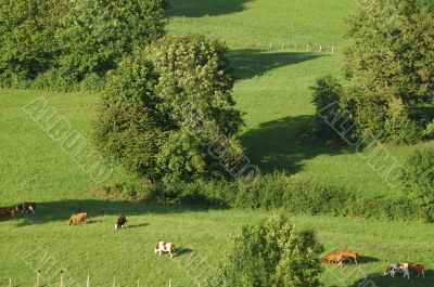 Groups of cows in french Alps