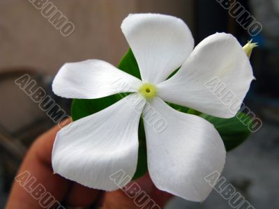 White Periwinkle Flower