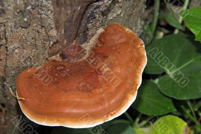 Bracket Fungi