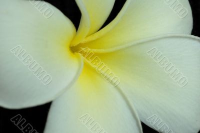 Frangipani Flower