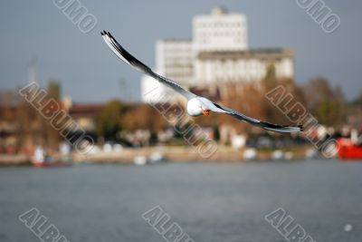 sea-gull