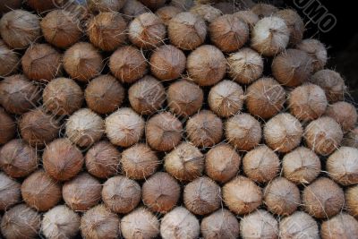 coconut fruit for sale