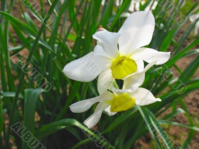 Two white narcissus spring daffodils in green grass