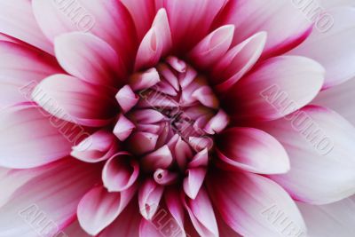 Pink White Dahlia Flower