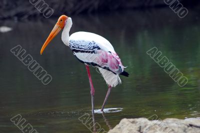 Pink Painted Stork Migratory Bird isolated