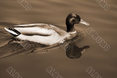 Mallard Duck Swimming in a pond sepia