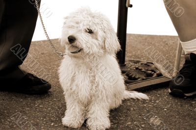 Poodle Dog Staring sepia