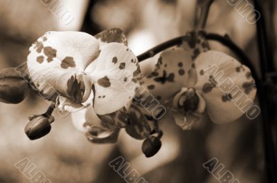 Orchid Flower Phalaenopsis schilleriana sepia