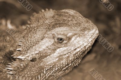 desert spiny lizard sepia