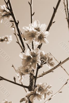 Cherry Flowers sepia