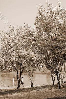 Cherry Blossom sepia