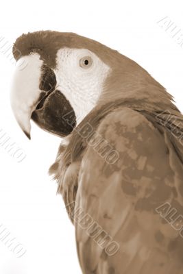 red macaw sepia