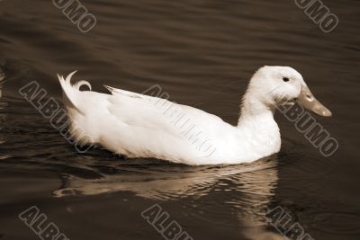 Snow Goose sepia