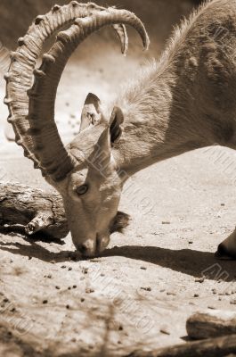 Bearded Bharal Eating sepia