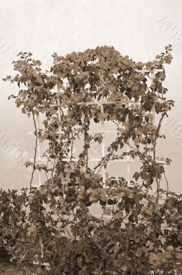 Trained Bougainvillea sepia