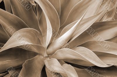 Aloe Succulent sepia