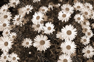 White Daisy Flowers sepia