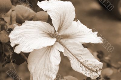 Pink Hibiscus Flower sepia