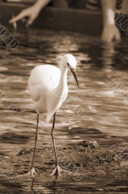 Watchful Crane Bird sepia