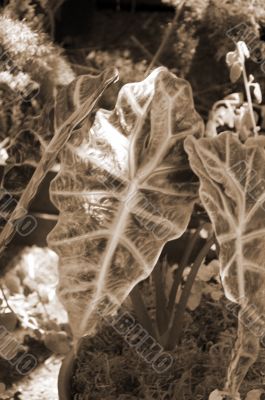 Leaf closeup sepia