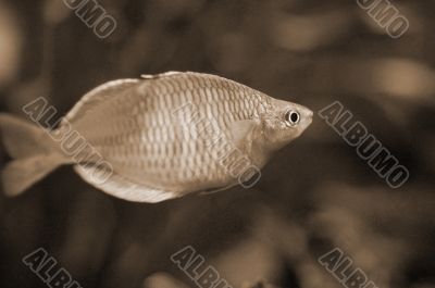 Orange Fish in Aquarium sepia