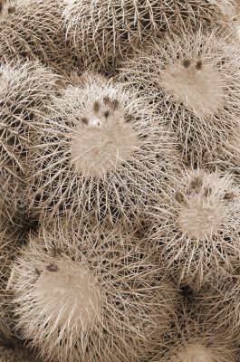 Cactus plants sepia