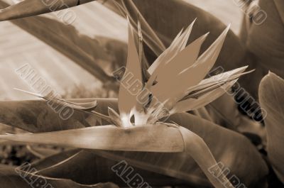 Bird Of Paradise sepia