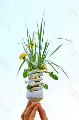 Eco Light Bulb With Flowers