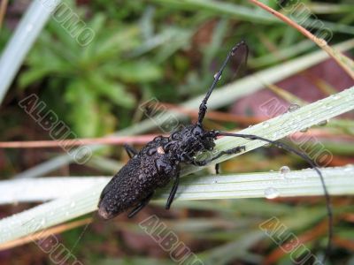 bug with a dewdrop