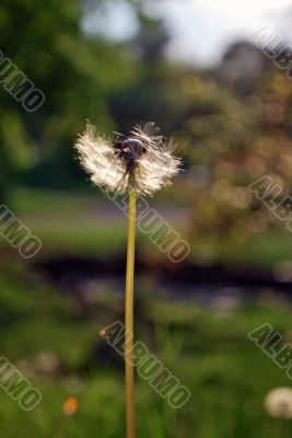 Dandelion