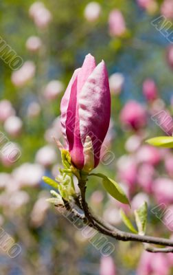 branch of a magnolia