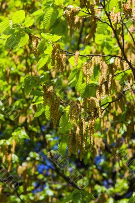 birch in spring