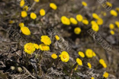 blossoming foalfoots