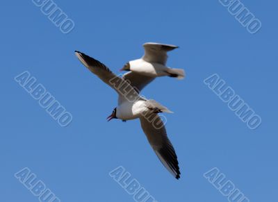 Two seagulls