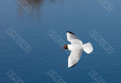 Seagull over the river