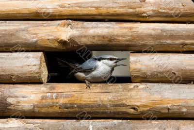 nuthatch in a window