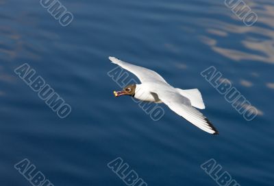 food in a beak