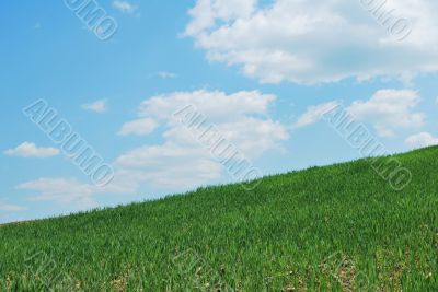 Sky And Grass