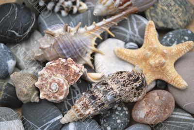 still life with seashells