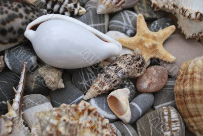 still life with seashells