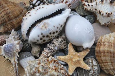 still life with seashells