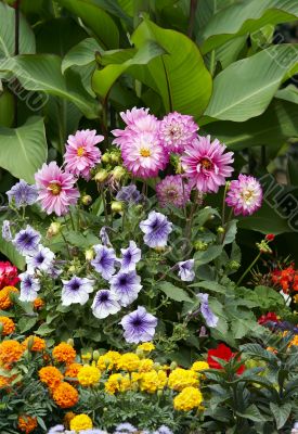 garden flowers in bloom