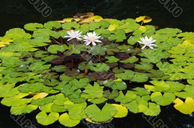 water lilly