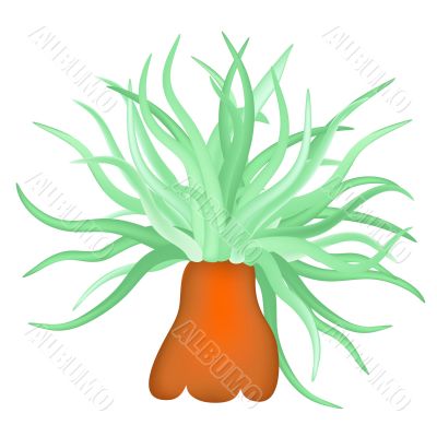 sea anemone - vector