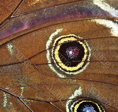 Abstract - Detail of butterfly wings