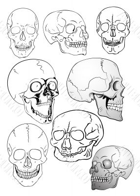 vector various skulls