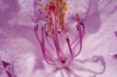 bloom of the rhododendron