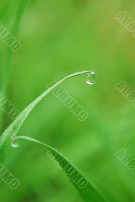 grass with water drops