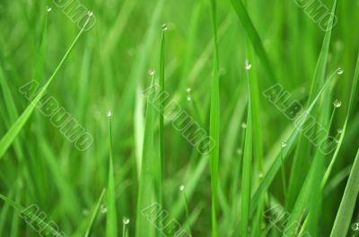 grass with water drops